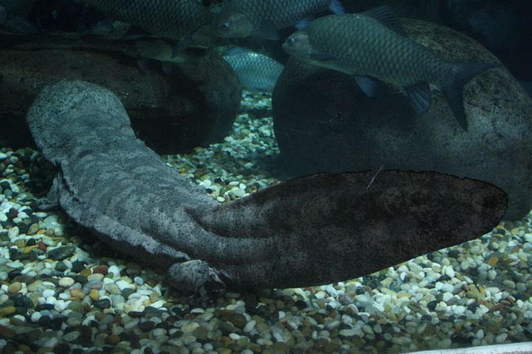La salamandra gigante de China está al borde de la extinción
