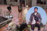 Tras ataque de perros callejeros en Bogotá, joven perdió sus dos brazos