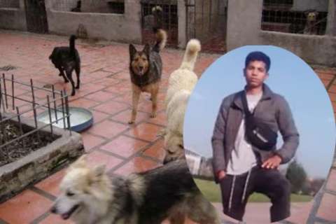 Tras ataque de perros callejeros en Bogotá, joven perdió sus dos brazos