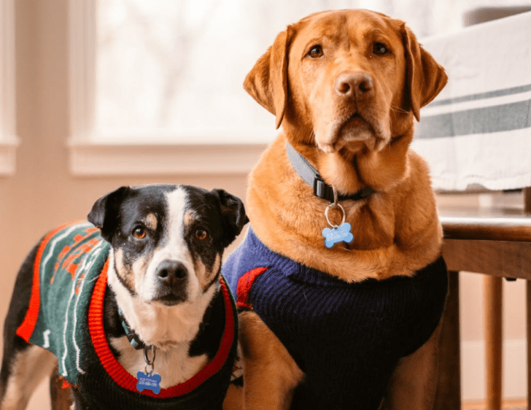 ¿Cuántas razas de perros hay en el mundo 2022?