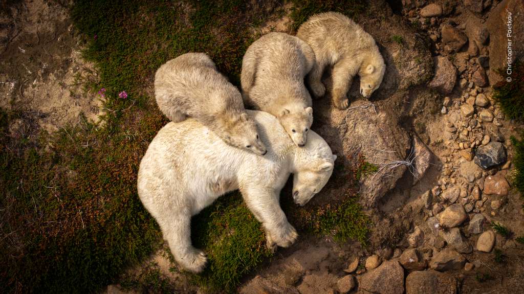 Una osa polar y sus tres cachorros descansan pacíficamente en el calor del verano. Los osos polares descansan tras su largo viaje hacia el norte a lo largo de la costa de la Bahía de Hudson en Canadá. La reducción del hielo marino dificulta que los osos polares cacen y encuentren alimento para sobrevivir en verano.