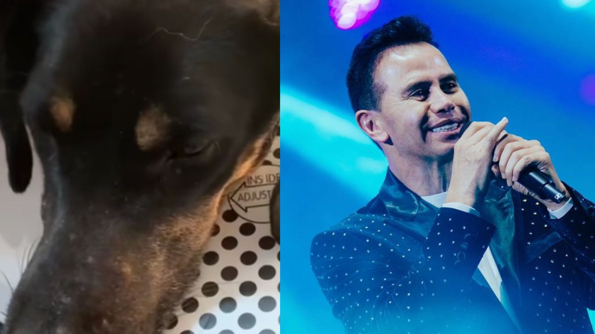 Luego del ataque con un machetazo, el cantante le dio tratamiento veterinario, la alimentó y la cuidó para su pronta recuperación.