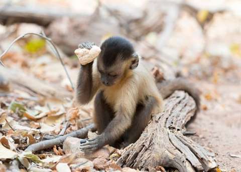 Los monos capuchinos comenzaron a usar herramientas de piedra hace al menos 3.000 años