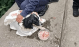 Perro en Huila tuvo segunda oportunidad: policía lo rescató tras ser lanzado a un río