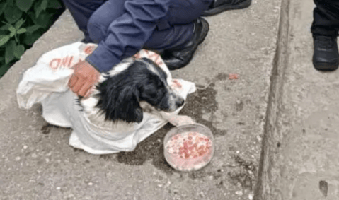 Perro en Huila tuvo segunda oportunidad: policía lo rescató tras ser lanzado a un río