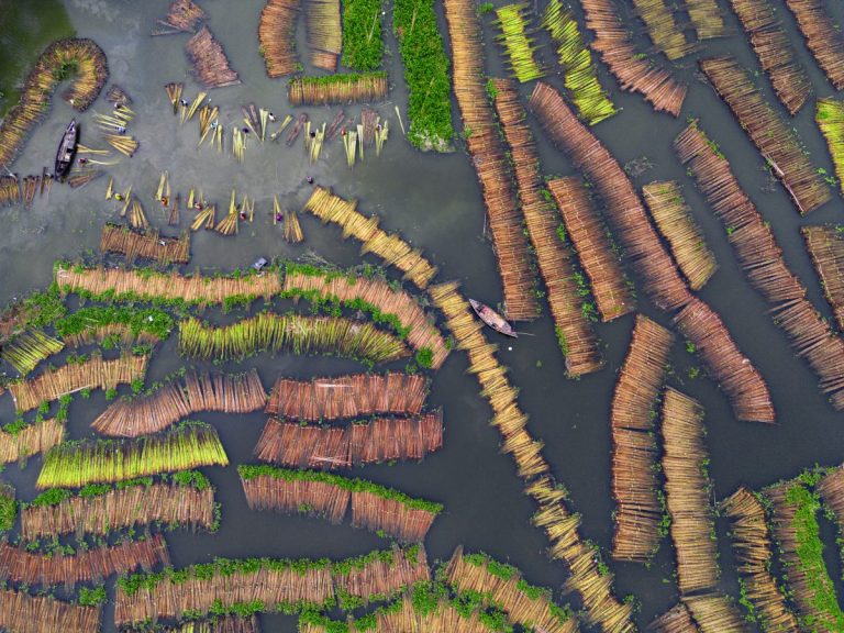 Ganadora de 'Naturaleza, alimentación y agricultura': Miles de tallos de yute flotan en el agua, creando patrones sorprendentes. Los agricultores sumergen el yute en agua para separar la fibra del tallo de la planta. Las fibras se venden para su uso en textiles, como hilo, hilo retorcido, sacos, bases para alfombras y telas para cortinas.