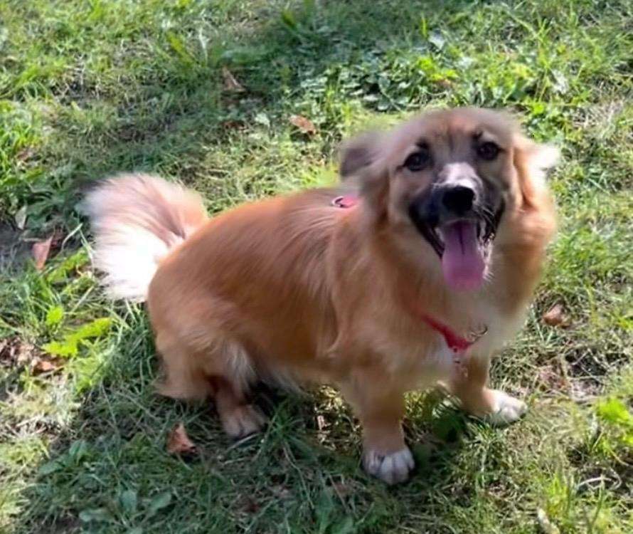 La emotiva transformación de Mali, perrita rescatada de la guerra en Ucrania
