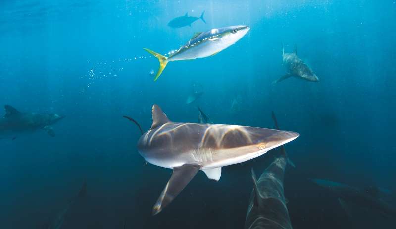 En Colombia hay 76 especies de tiburones y 62 de rayas. / Bernard Radvaner