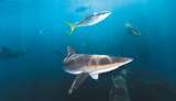 Todo ha sido un malentendido con los tiburones