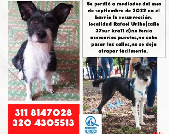 Perrita negra con estómago blanco
