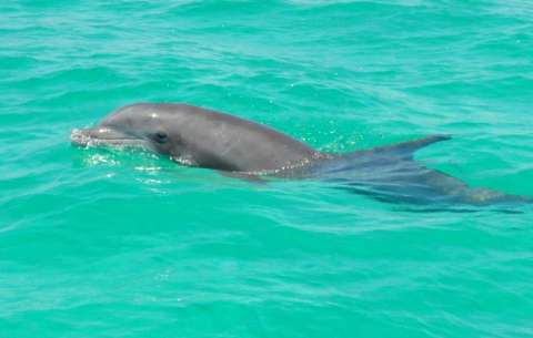 Por primera vez, detectan el virus de la gripe aviar en delfines