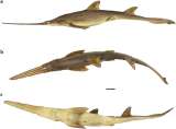 Descubren dos especies de tiburón con un hocico particular
