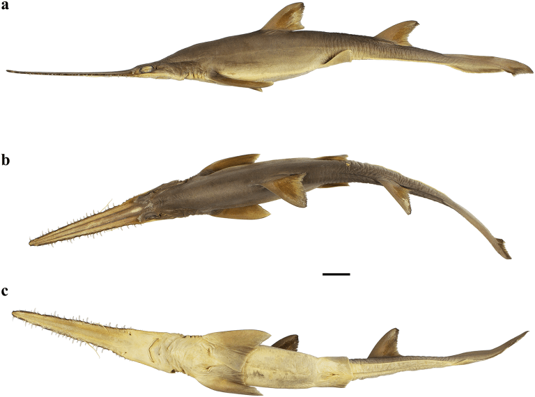 Descubren dos especies de tiburón con un hocico particular