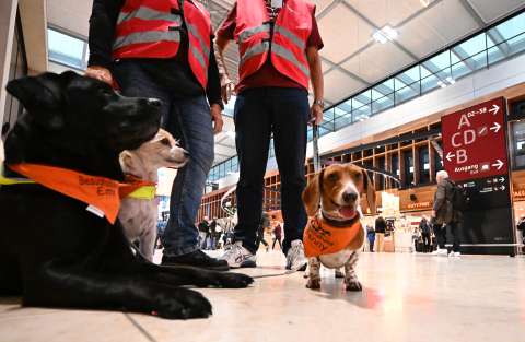 ¡Tome nota! Estos son los tres mejores países para viajar con su perro