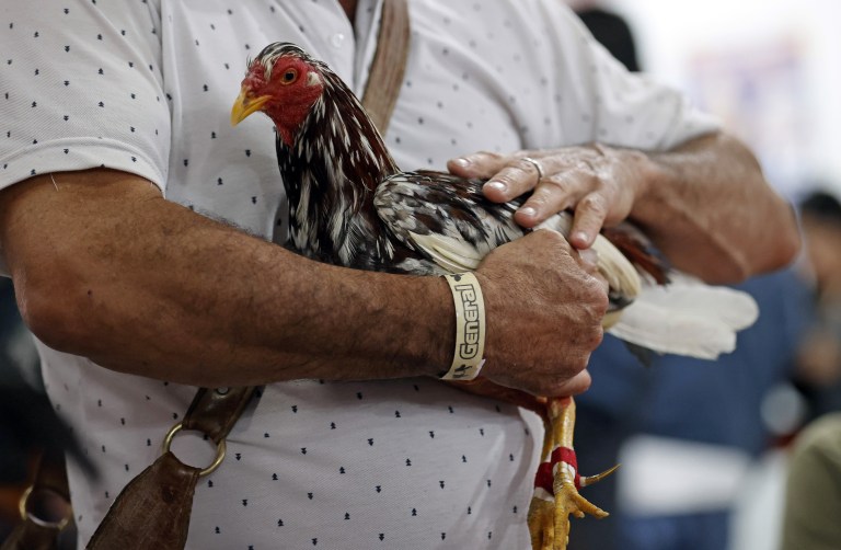 ACOMPAÑA CRÓNICA: COLOMBIA ANIMALES. BOG300. BOGOTÁ (COLOMBIA), 02/11/2022.- Un hombre sostiene un gallo, el 21 de octubre de 2022, en Bogotá (Colombia). En la pizarra de la entrada, con una caligrafía casi perfecta, los dueños de la gallera van anotando los rivales de la noche: los gallos no tienen nombre, no es relevante, pero sí lo es el peso y el tamaño para enfrentarlos en "condiciones justas" en un espectáculo que ha quedado atrapado en el tiempo en Colombia.EFE/ Mauricio Dueñas Castañeda