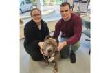 Ellie, la perra Bully XL que se salvó y encontró un hogar justo a tiempo en Inglaterra