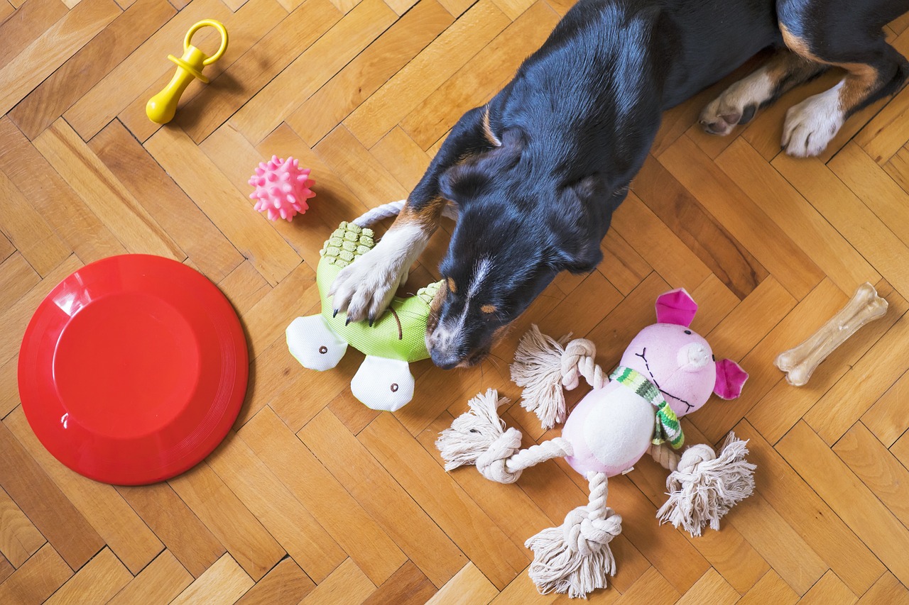 ¿Qué juguetes caseros le puedo hacer a mi perro?