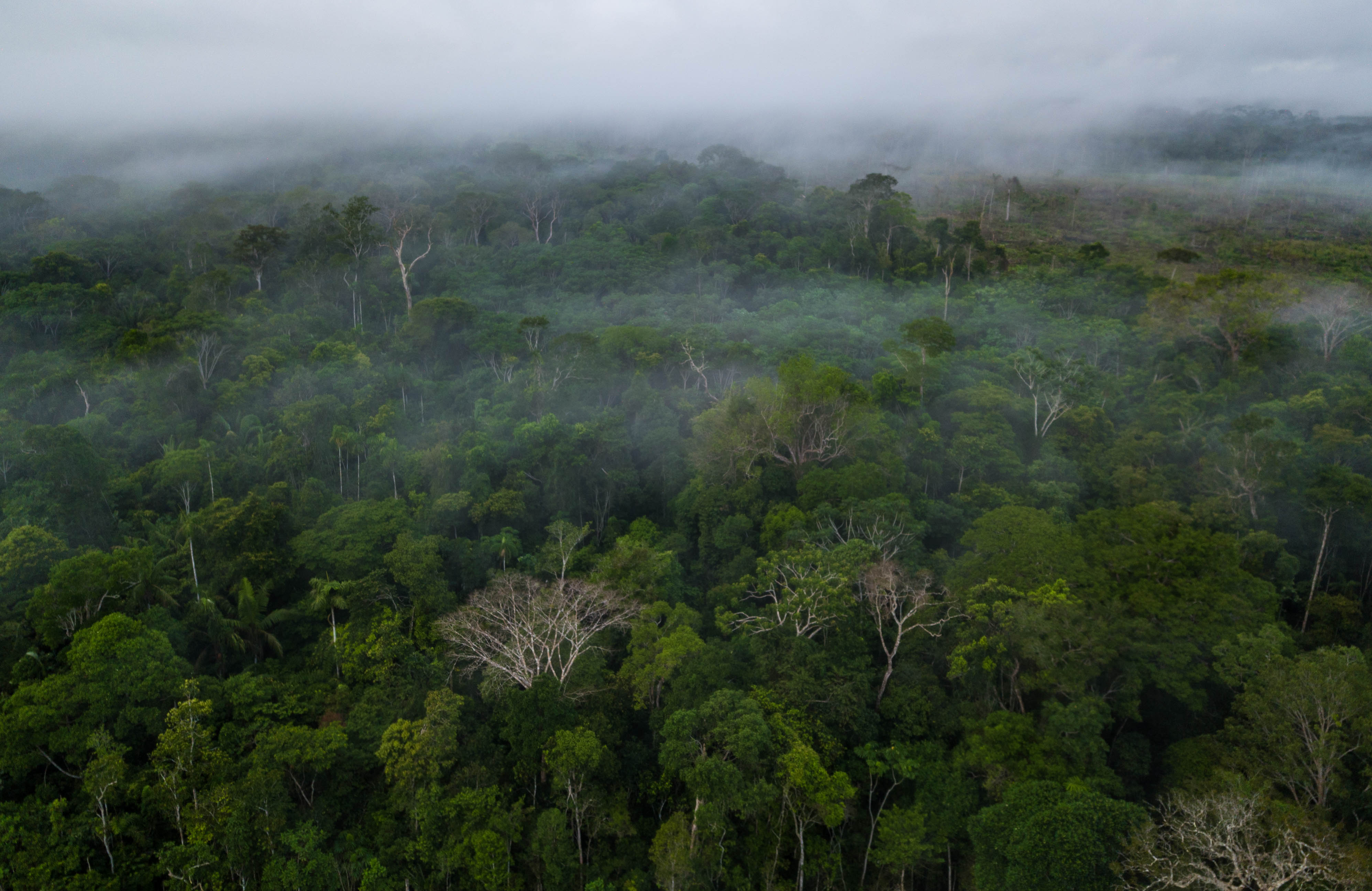 Amazonia colombiana. ©Luis Barreto/ WWF UK.