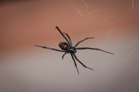 Tres niños se hicieron picar de una viuda negra para tener los poderes de Spider-Man