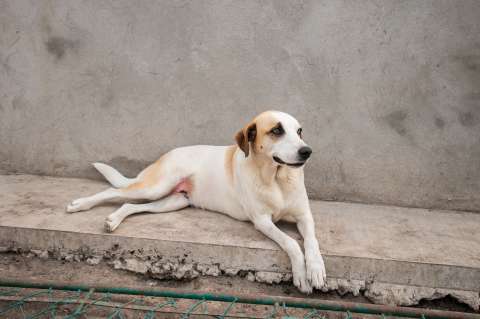 Transforme la vida de los perros de cuadra: consejos para mejorar su bienestar
