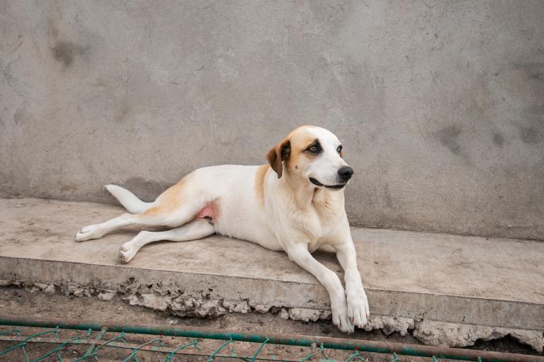Transforme la vida de los perros de cuadra: consejos para mejorar su bienestar