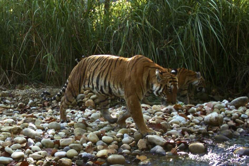 Fotografía cedida por el departamento nepalí de Parques de una pareja de tigres en el Parque Nacional de Chitwan./ EFE