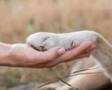 Así celebró su última navidad: perro recaudó donaciones para mascotas desfavorecidas