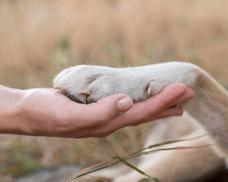 Día del Perro sin Raza: una fecha para recordar a los canes criollos de Bogotá