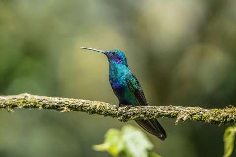 El llamado de científicos para evitar el uso de IA en fotos de aves: ¿por qué les preocupa?