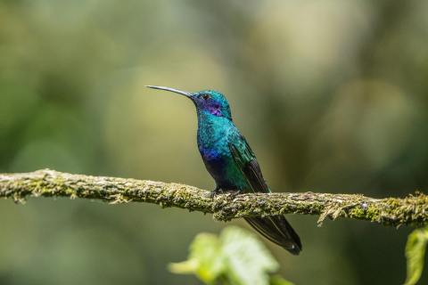 ¿Cuál es el colibrí iridiscente que revolotea entre los árboles de Bogotá y qué come?
