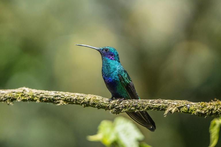 El llamado de científicos para evitar el uso de IA en fotos de aves: ¿por qué les preocupa?