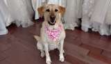 Perrita con cáncer terminal acompaña a su dueña a elegir el vestido de novia