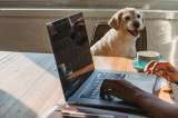 ¿Dónde adoptar perros y gatos en Bogotá? Ellos pueden ser su mejor compañía