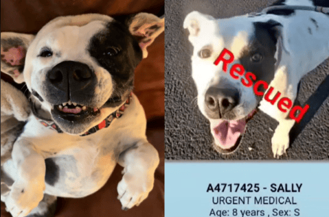 (Video) Una pitbull adulta encuentra un nuevo hogar justo antes de ser sacrificada