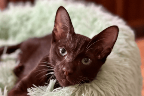 ¿Cuánto es lo máximo que vive un gato? Estos son los que tienen mayor expectativa de vida