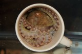 Así logra el pulpo saborear algo con solo tocarlo