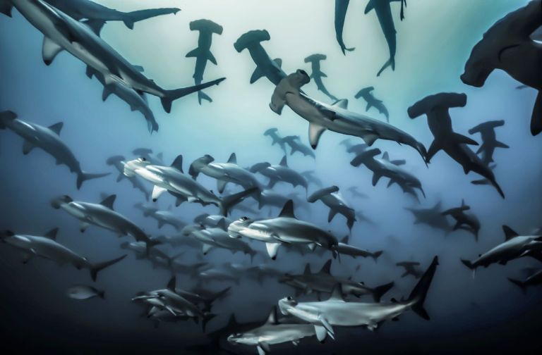 Una expedición de NatGeo llega a Colombia para ayudar a proteger nuestros océanos