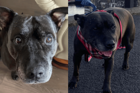 “¿Quién le hizo eso?”: rescatan a un perro con mordidas humanas en todo el cuerpo