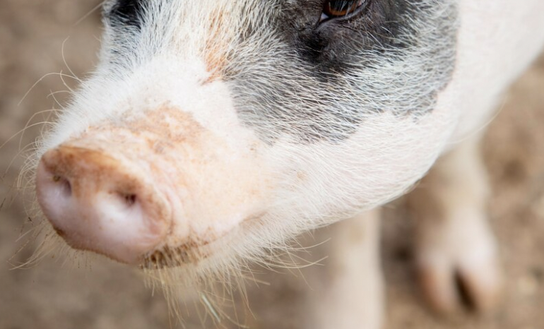 Entre los animales afectados, hay cerdos. IMAGEN DE REFERENCIA.