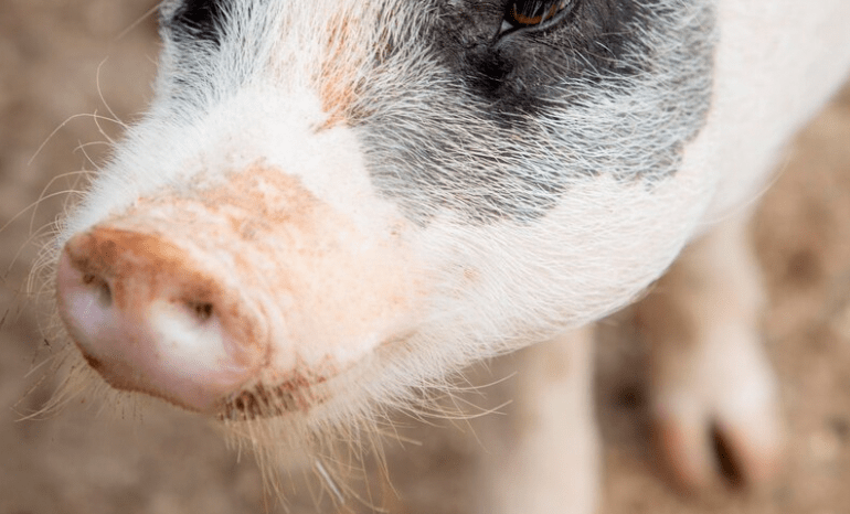 Entre los animales afectados, hay cerdos. IMAGEN DE REFERENCIA.