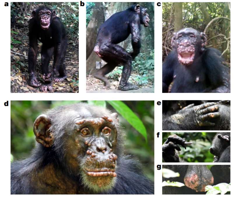 Fotos a-c: Signos clínicos de lepra en dos chimpancés hembras adultas en CNP. Fotos d-g: Signos clínicos de lepra en un chimpancé macho adulto, Woodstock.