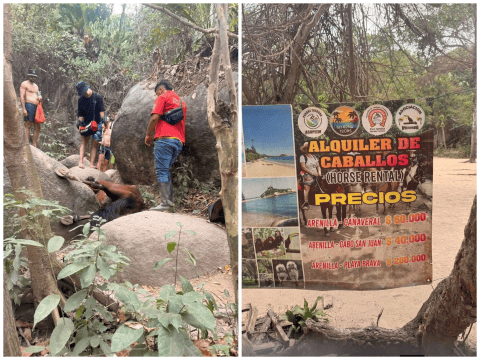 Maltrato de caballo en el Tayrona reabre debate por su uso en actividades turísticas