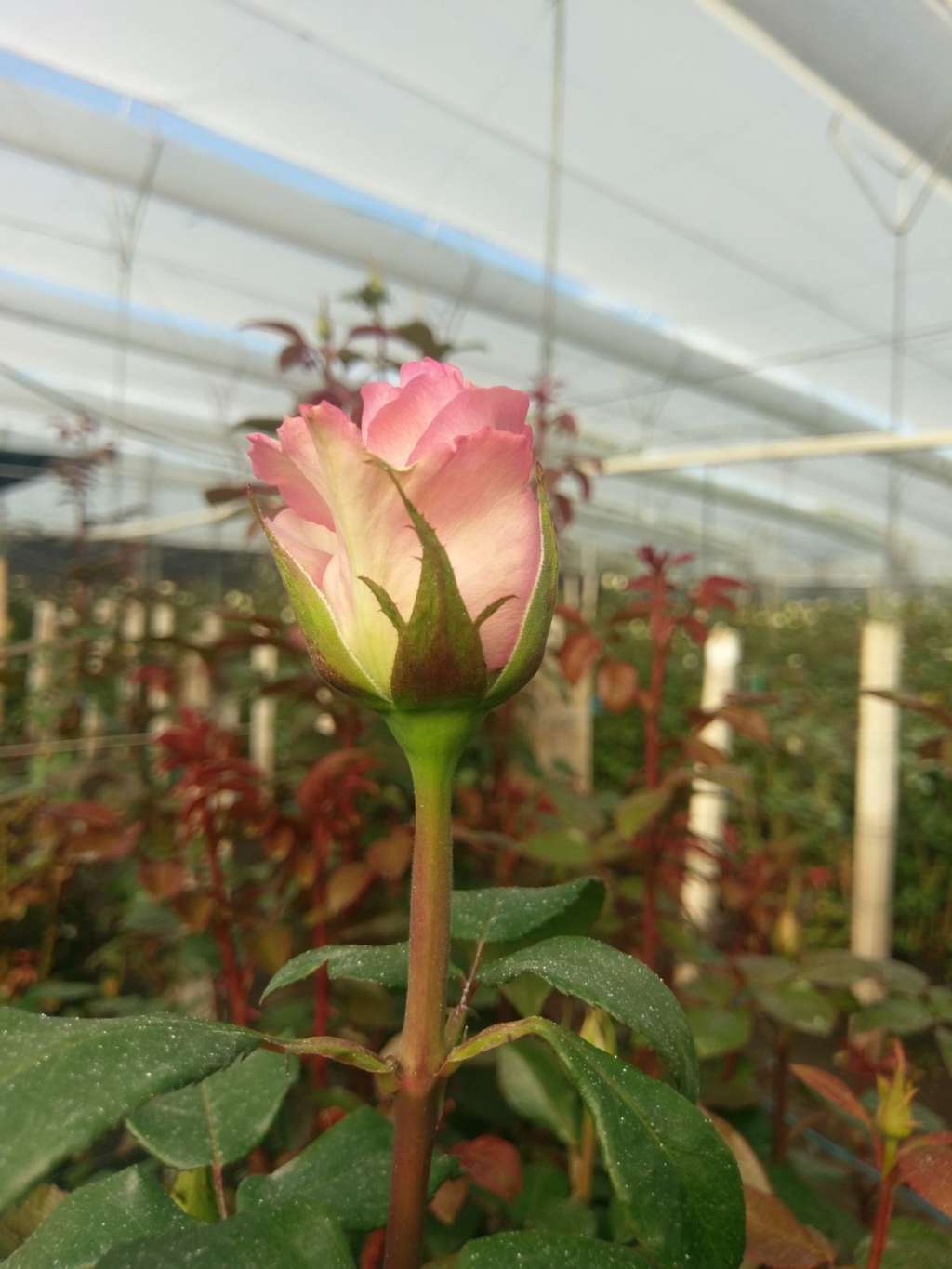 Más de 35 millones de unidades de tallos se exportan desde Colombia a más de 68 países en San Valentín.