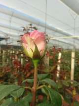 La producción floricultora preparada para celebrar hoy San Valentín