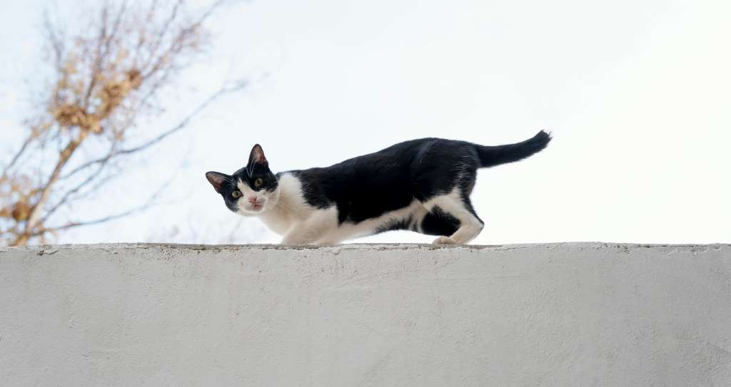 La curiosidad y las hormonas pueden ser los principales elementos que lleven a una mascota a huir de casa. A veces es por deseo de caza o apareamiento, mientras que en ocasiones consiste en el deseo que tienen de explorar su entorno.