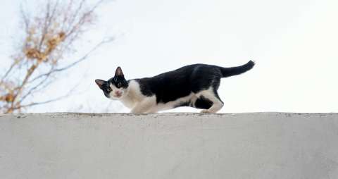 ¿Qué tan probable es que un gato regrese luego de escaparse de su casa?
