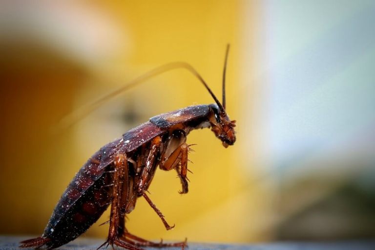 Zoológico permite que personas llamen a una cucaracha como su ex