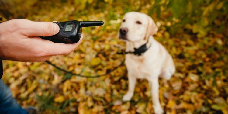 La cruel razón por la que no debería ponerle un collar eléctrico a su perro