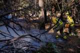 Incendios forestales han arrasado más de 250.000 hectáreas en Europa en 2026: OMM
