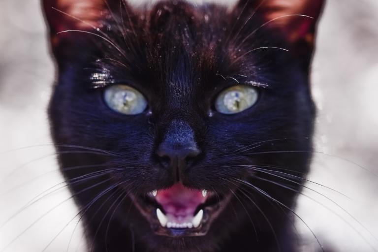 ¿Existe una raza de gato más agresiva que las otras? Esto dice la ciencia